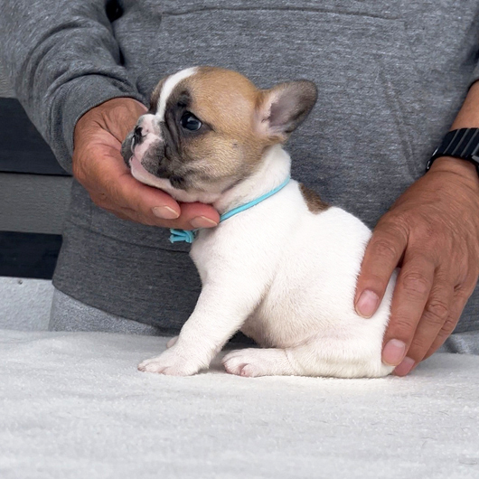 260319FPM-01可愛いお顔でコロコロボディーのフレンチブルドッグのフォーンパイド男の子です。-3