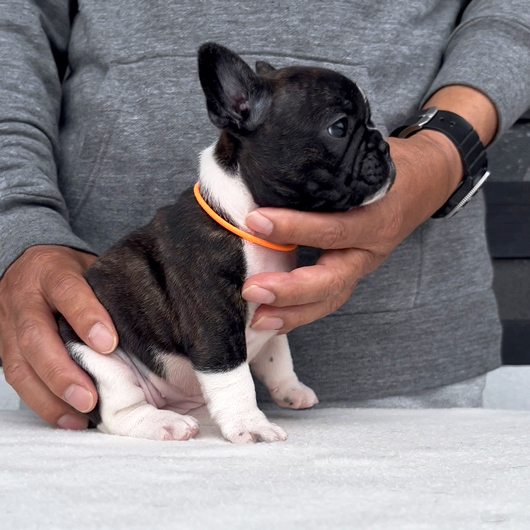 260319PDF-01可愛いお顔でコロコロボディーのフレンチブルドッグのパイド女の子です。-2