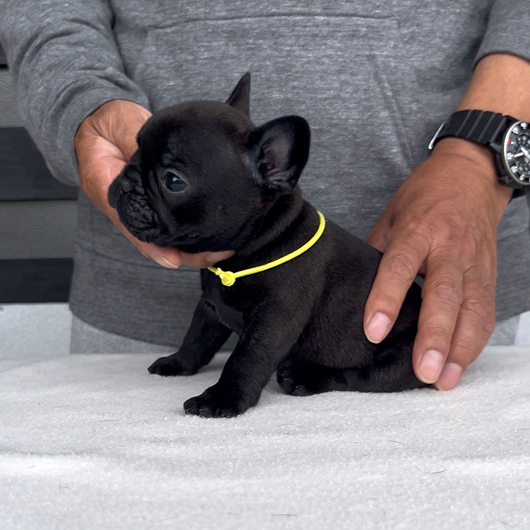 260319BRM-02可愛いお顔でコロコロボディーのフレンチブルドッグのブリンドル男の子です。-3