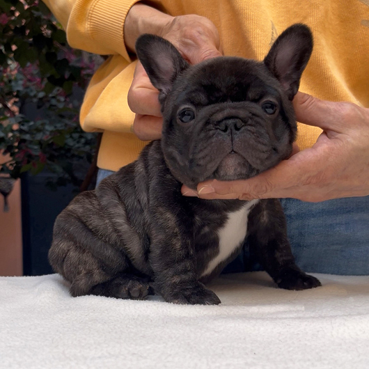 260219BRM-01可愛いお顔でコロコロボディーのフレンチブルドッグのブリンドル男の子です。-3