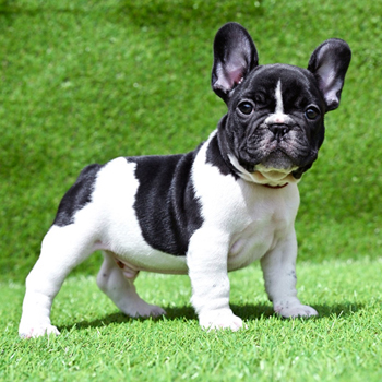 子犬販売で新しいパイド・ブリンドル兄妹の写真を紹介！