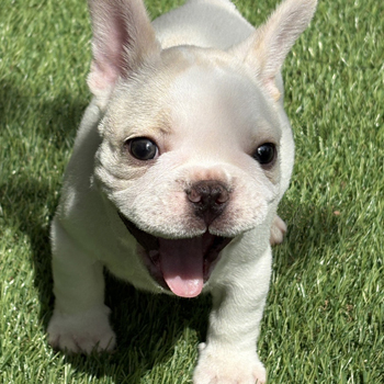 子犬販売でクリーム男の子の写真を更新！