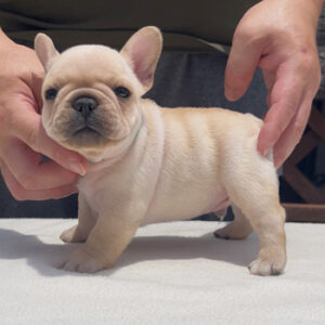 子犬販売で新しいクリーム兄弟の写真を紹介！
