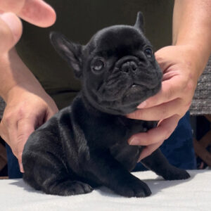 子犬販売で新しいブリンドル女の子の写真を紹介！