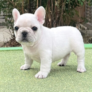 子犬販売で新しいクリーム・ブリンドル兄弟の写真を紹介！