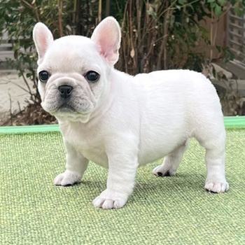 子犬販売で新しいクリーム・ブリンドル兄弟の写真を紹介！