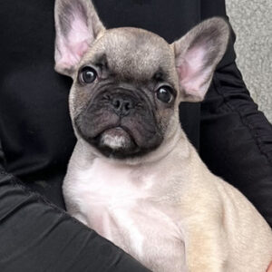 若犬販売でブリンドル・フォーン兄妹の写真を紹介！