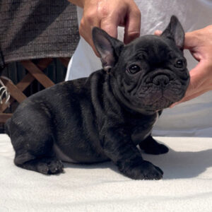 若犬販売で新しいブリンドル男の子の写真を紹介！