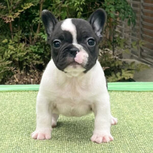 子犬販売で新しいパイド兄妹の写真を紹介！