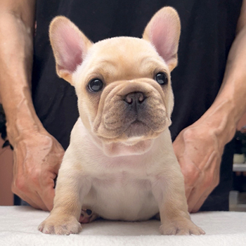 フレンチブルドッグ | ZAIHOO｜フレンチブルドッグ子犬販売・ウェア販売