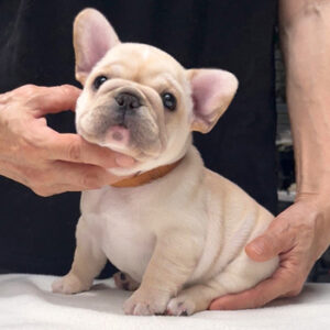 若犬販売でクリーム兄弟を紹介！