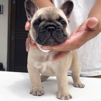 子犬販売で新しいフォーン姉妹の写真を紹介！