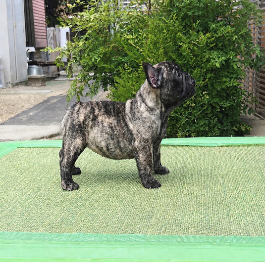 260619BRF-01可愛いお顔でインパクトある派手な差毛のフレンチブルドッグのタイガーブリンドル女の子です。-2