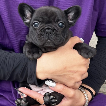 子犬販売で新しいブリンドル兄妹の写真を紹介！