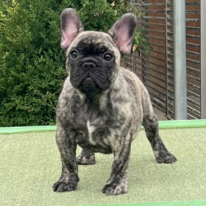 子犬販売で新しいタイガーブリンドル女の子の写真を紹介！