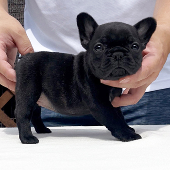 子犬販売で新しいブリンドル女の子の写真を紹介！