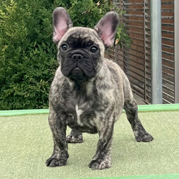 子犬販売で新しいタイガーブリンドル女の子の写真を紹介！