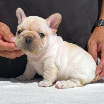 子犬販売で新しいクリーム兄弟の写真を紹介！
