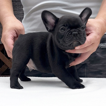 子犬販売で新しいブリンドル男の子の写真を紹介！