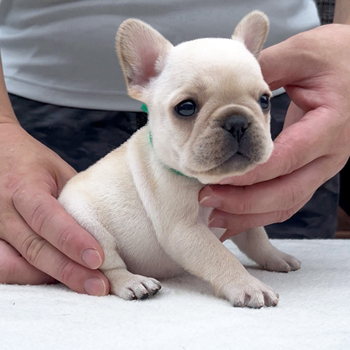 子犬販売で新しいクリーム兄妹の写真を紹介！